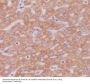 Anti-Cytochrome C CYCS Rabbit Monoclonal Antibody