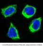 Anti-Cytochrome C CYCS Rabbit Monoclonal Antibody