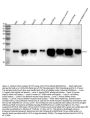 Anti-Cytochrome C CYCS Rabbit Monoclonal Antibody