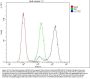 Anti-Cytochrome C CYCS Antibody Picoband® (monoclonal, 15F10)