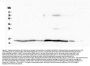 Anti-Cytochrome C CYCS Antibody Picoband® (monoclonal, 15F10)