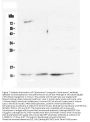 Anti-Cytochrome C CYCS Antibody Picoband® (monoclonal, 15F10)