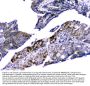 Anti-Cytochrome C CYCS Antibody Picoband® (monoclonal, 15F10)