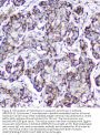 Anti-Cytochrome C CYCS Antibody Picoband® (monoclonal, 15F10)