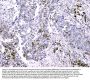 Anti-Cytochrome C CYCS Antibody Picoband® (monoclonal, 15F10)