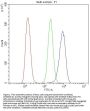 Anti-Cytochrome C CYCS Antibody Picoband® (monoclonal, 15F10)