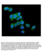 Anti-Cytochrome C CYCS Antibody Picoband® (monoclonal, 15F10)