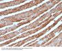 Anti-Cytochrome C (Mitochondrial Marker) CYCS Monoclonal Antibody