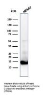 Anti-Cytochrome C (Mitochondrial Marker) CYCS Monoclonal Antibody