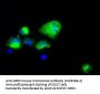Anti-Natriuretic Peptide Receptor C (NPR3) Mouse Monoclonal Antibody [Clone ID: OTI11A6]