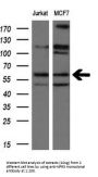 Anti-Natriuretic Peptide Receptor C (NPR3) Mouse Monoclonal Antibody [Clone ID: OTI11A6]