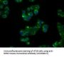 Anti-Natriuretic Peptide Receptor C (NPR3) Mouse Monoclonal Antibody [Clone ID: OTI11B6]