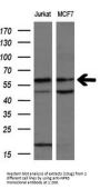 Anti-Natriuretic Peptide Receptor C (NPR3) Mouse Monoclonal Antibody [Clone ID: OTI11B6]