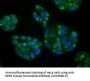 Anti-Natriuretic Peptide Receptor C (NPR3) Mouse Monoclonal Antibody [Clone ID: OTI11B6]