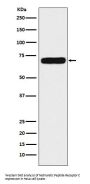 Anti-NPRC Rabbit Monoclonal Antibody