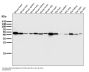 Anti-ATP5A1/Atp5A Rabbit Monoclonal Antibody