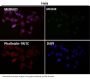 Anti-ATP5A1/Atp5A Rabbit Monoclonal Antibody