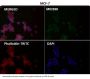 Anti-ATP5A1/Atp5A Rabbit Monoclonal Antibody