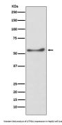 Anti-ATP5A1/Atp5A Rabbit Monoclonal Antibody