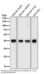 Anti-PRAS40 AKT1S1 Monoclonal Antibody
