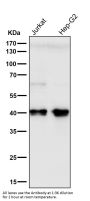 Anti-PRAS40 AKT1S1 Monoclonal Antibody