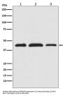 Anti-PRAS40 AKT1S1 Monoclonal Antibody