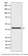 Anti-PRAS40 AKT1S1 Rabbit Monoclonal Antibody