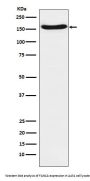 Anti-FANCA Rabbit Monoclonal Antibody