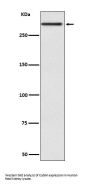 Anti-Cubilin CUBN Rabbit Monoclonal Antibody