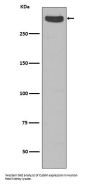 Anti-Cubilin CUBN Rabbit Monoclonal Antibody