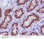 Anti-Cubilin CUBN Rabbit Monoclonal Antibody