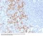 Anti-CD162 (Selectin P Ligand) SELPLG Monoclonal Antibody