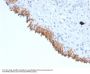 Anti-MAML2 (Mastermind Like Transcriptional Coactivator 2) Monoclonal Antibody