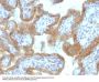 Anti-MAML2 (Mastermind Like Transcriptional Coactivator 2) Monoclonal Antibody