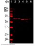 Anti- Alpha-internexin/NF66 Monoclonal Antibody