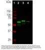 Anti- Alpha-internexin INA NF66 Antibody