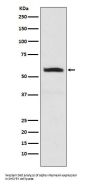 Anti-alpha Internexin INA Monoclonal Antibody