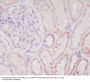 Anti-Smac/Diablo Rabbit Monoclonal Antibody