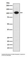 Anti-GABA B Receptor 2 Rabbit Monoclonal Antibody