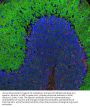 Anti-Alpha II-spectrin / Alpha-Fodrin / SPTAN1 Monoclonal Antibody