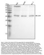 Anti-BCL2A1/Bcl 2 Related Protein A1 Rabbit Monoclonal Antibody