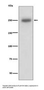 Anti-Laminin beta 1 LAMB1 Rabbit Monoclonal Antibody