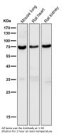 Anti-Perilipin A PLIN1 Rabbit Monoclonal Antibody