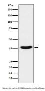 Anti-VPS26 VPS26A Monoclonal Antibody