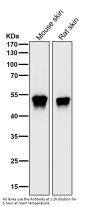 Anti-MEK5 Rabbit Monoclonal Antibody