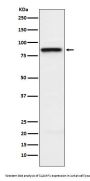 Anti-SLAMF1 Rabbit Monoclonal Antibody