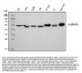 Anti-Tubulin alpha Picoband® Antibody (monoclonal, 7B12)