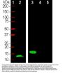 Anti-Parvalbumin Monoclonal Antibody