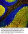 Anti-Parvalbumin Monoclonal Antibody