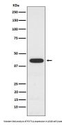 Anti-PCYT1A Rabbit Monoclonal Antibody